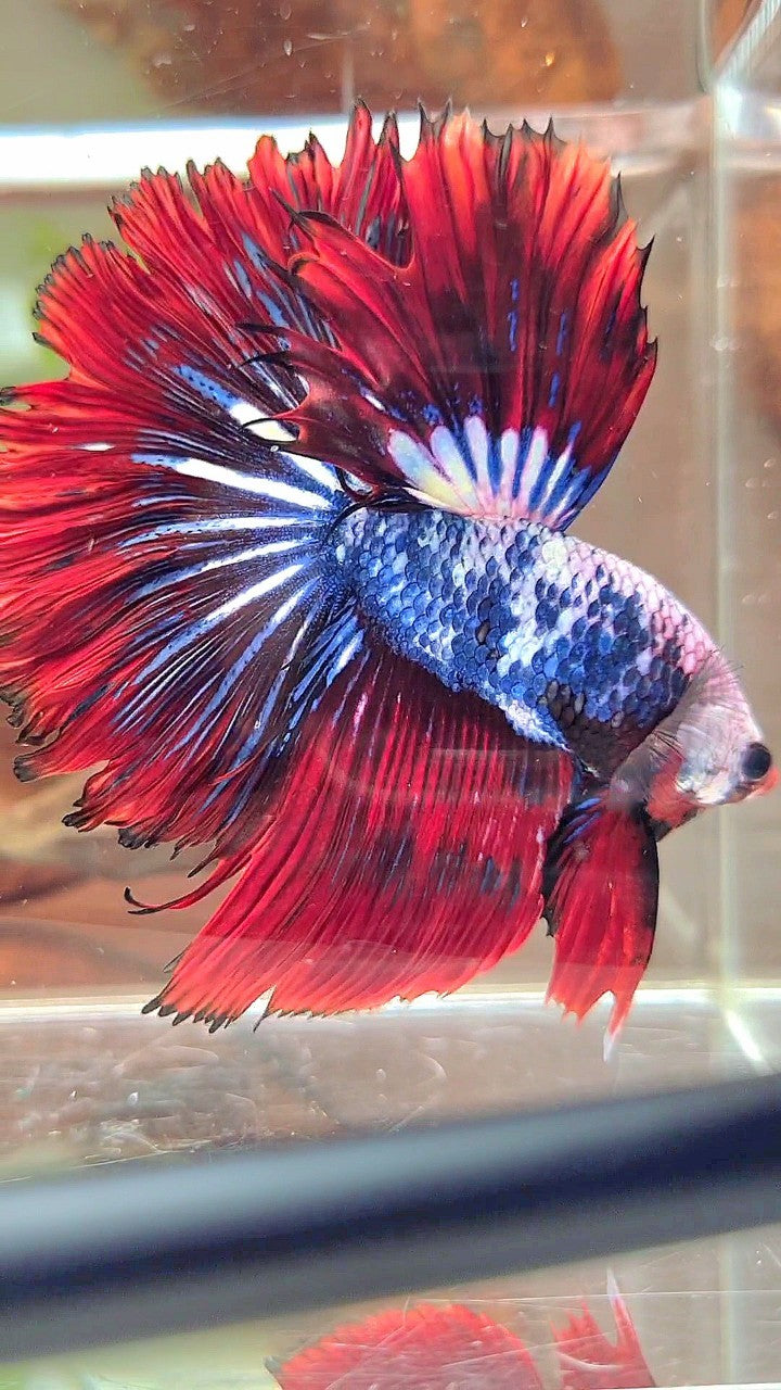 XL HALFMOON ROSETAIL ROT BLAU FANTASTISCHES MEHRFARBIGES MUSTER BETTA FISH