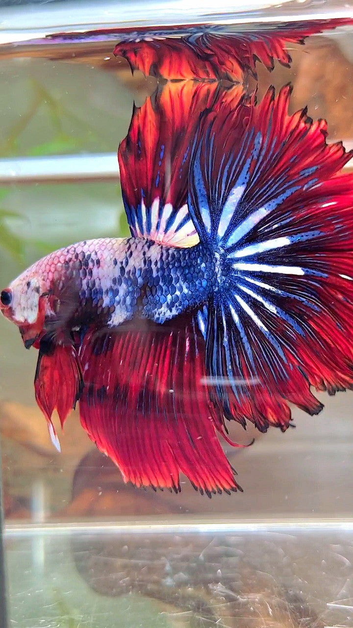 XL HALFMOON ROSETAIL ROT BLAU FANTASTISCHES MEHRFARBIGES MUSTER BETTA FISH