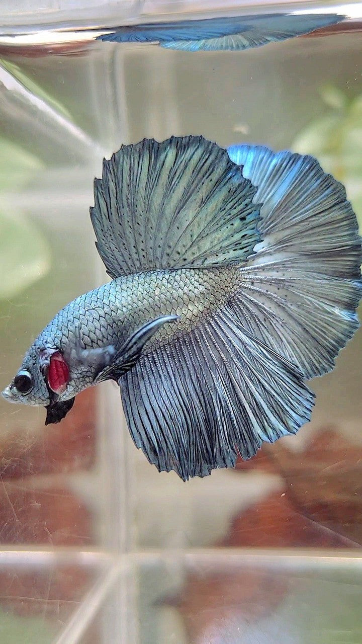 HALFMOON ROSETAIL SUPER COPPER LIGHT BETTA FISCH