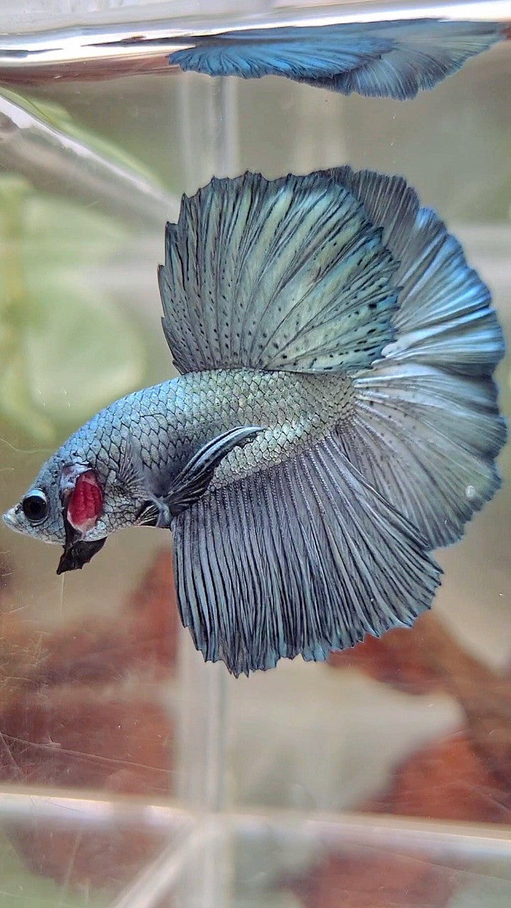 HALFMOON ROSETAIL SUPER COPPER LIGHT BETTA FISCH