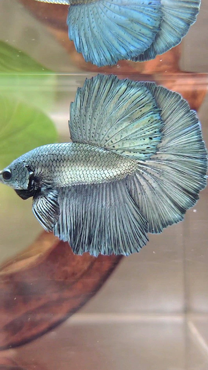 HALFMOON ROSETAIL SUPER COPPER LIGHT BETTA FISH