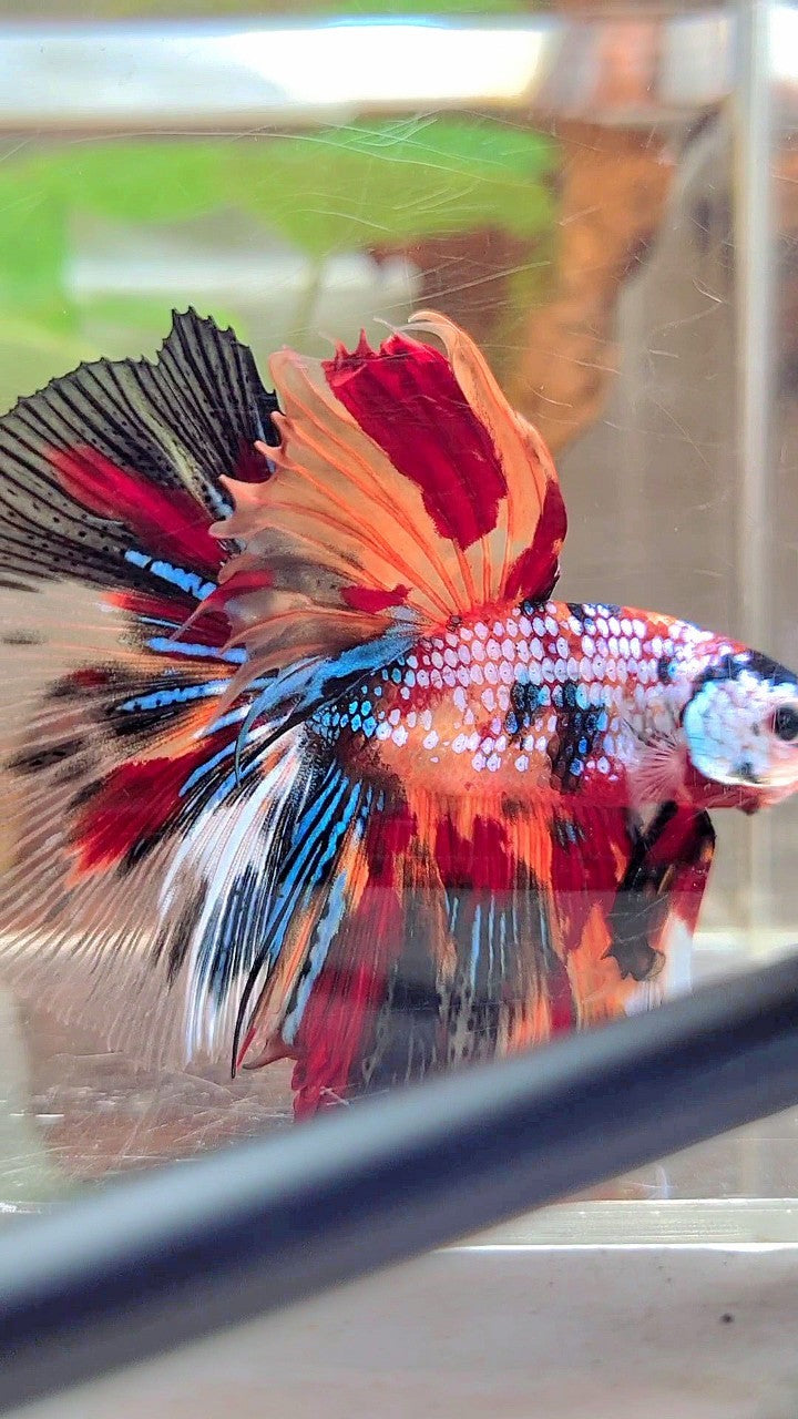 XL HALFMOON ROSETAIL FANTASTISCHER MEHRFARBIGER BETTA-FISCH