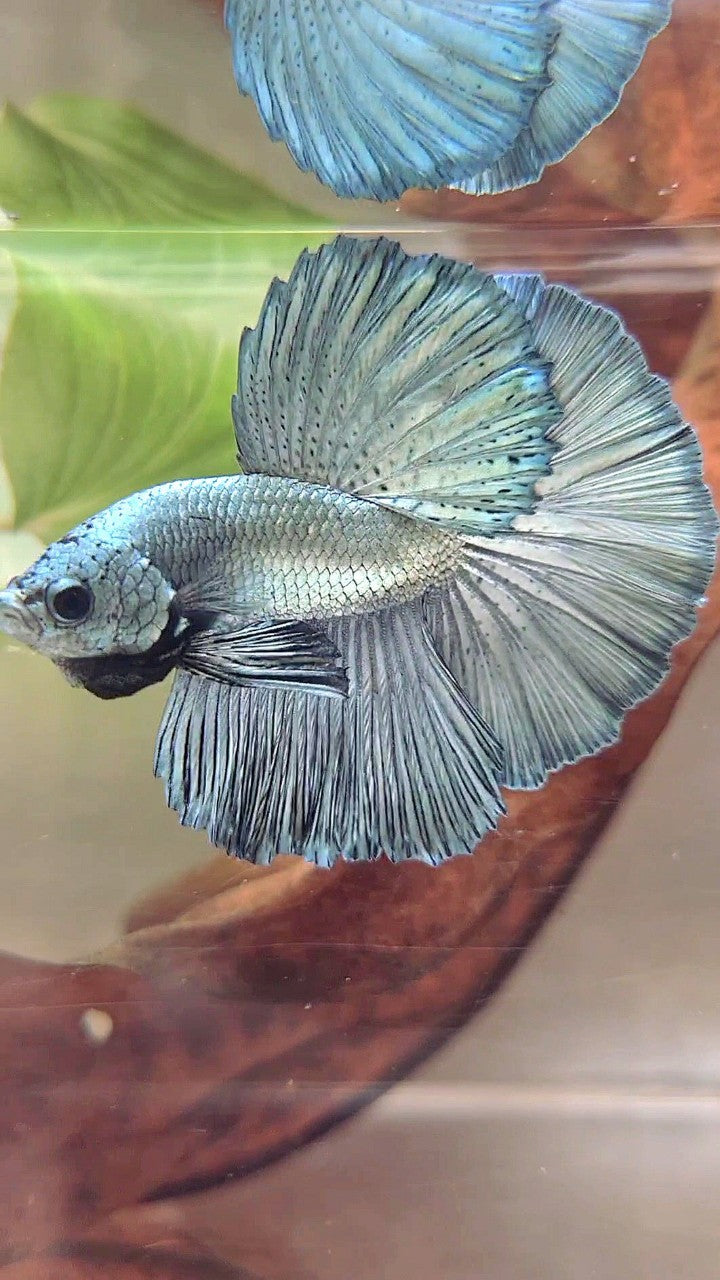 HALFMOON ROSETAIL SUPER COPPER LIGHT BETTA FISCH