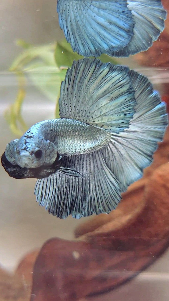 HALFMOON ROSETAIL SUPER COPPER LIGHT BETTA FISH