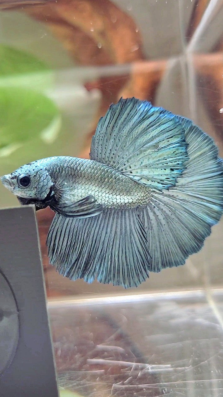 HALFMOON ROSETAIL SUPER COPPER LIGHT BETTA FISCH