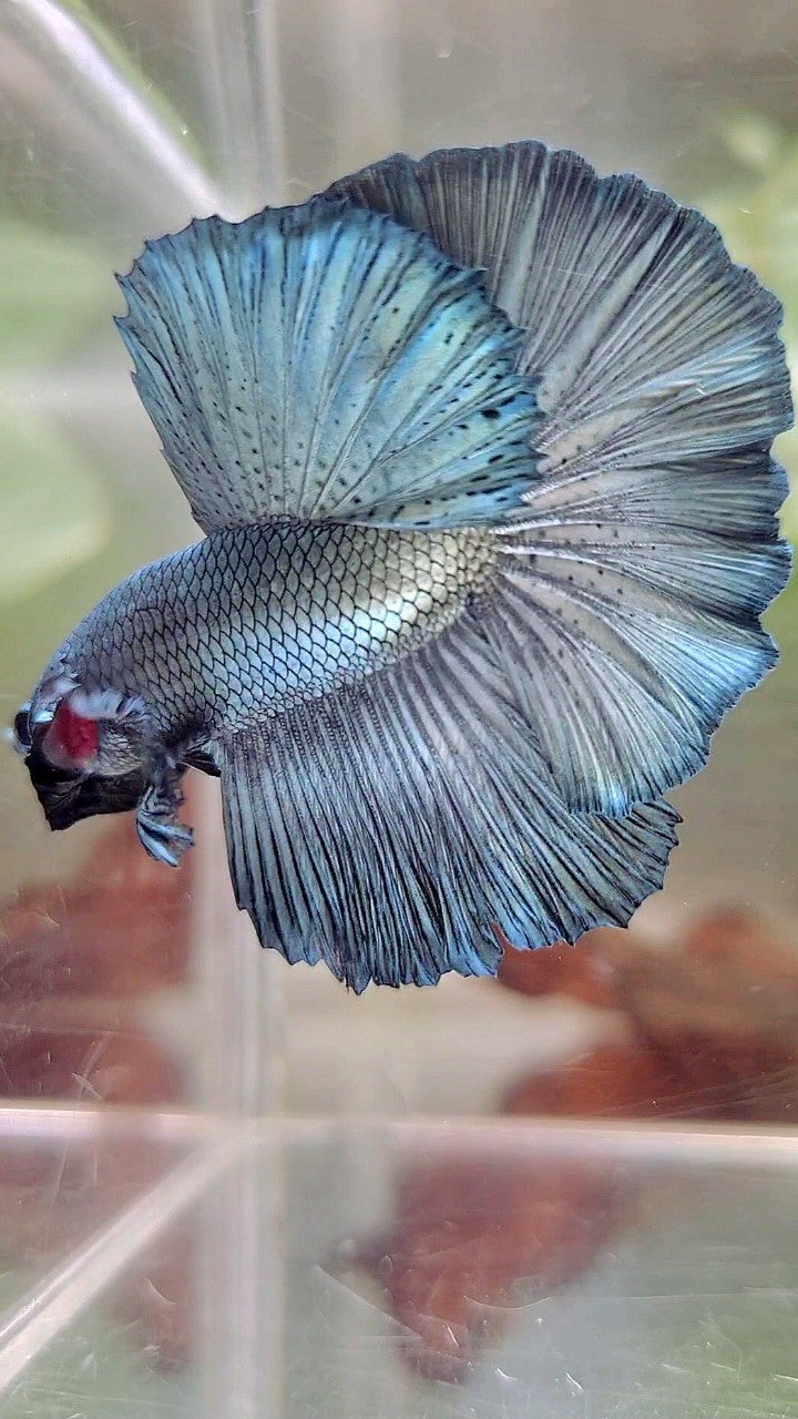 HALFMOON ROSETAIL SUPER COPPER LIGHT BETTA FISH