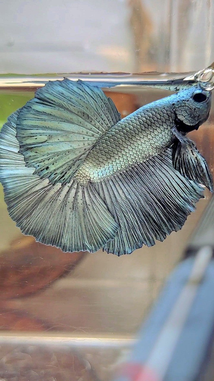 HALFMOON ROSETAIL SUPER COPPER LIGHT BETTA FISCH