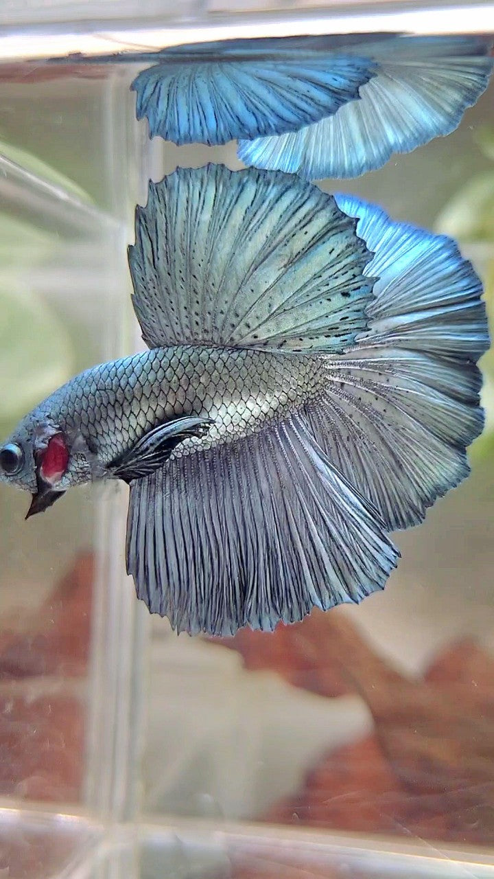 HALFMOON ROSETAIL SUPER COPPER LIGHT BETTA FISCH