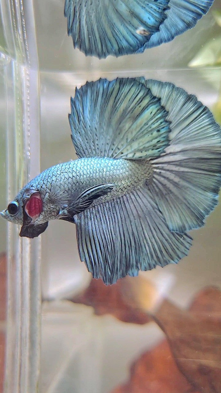 HALFMOON ROSETAIL SUPER COPPER LIGHT BETTA FISCH