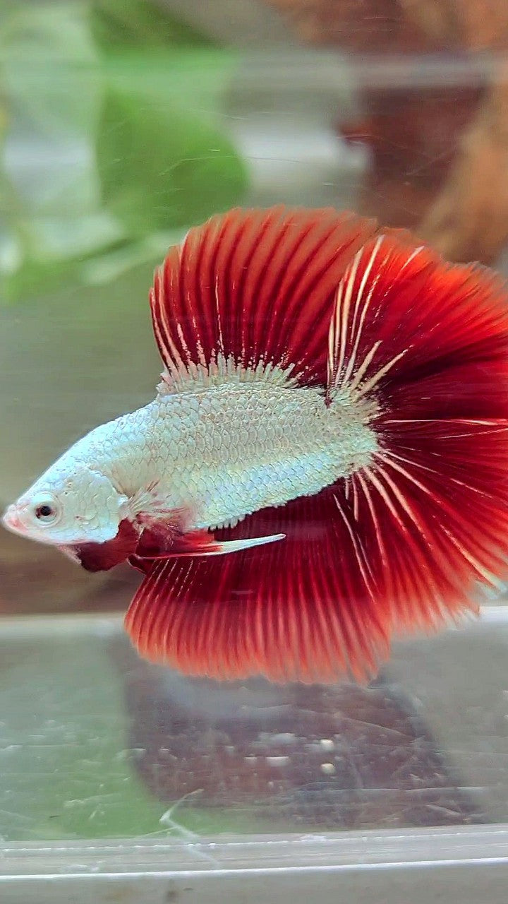 HALFMOON DOUBLE TAIL RED DRAGON SNOW BETTA FISH