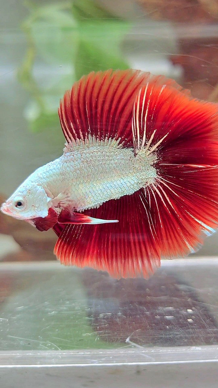 HALFMOON DOUBLE TAIL RED DRAGON SNOW BETTA FISH