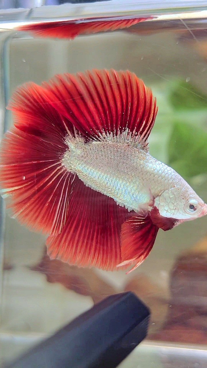 HALFMOON DOUBLE TAIL RED DRAGON SNOW BETTA FISH