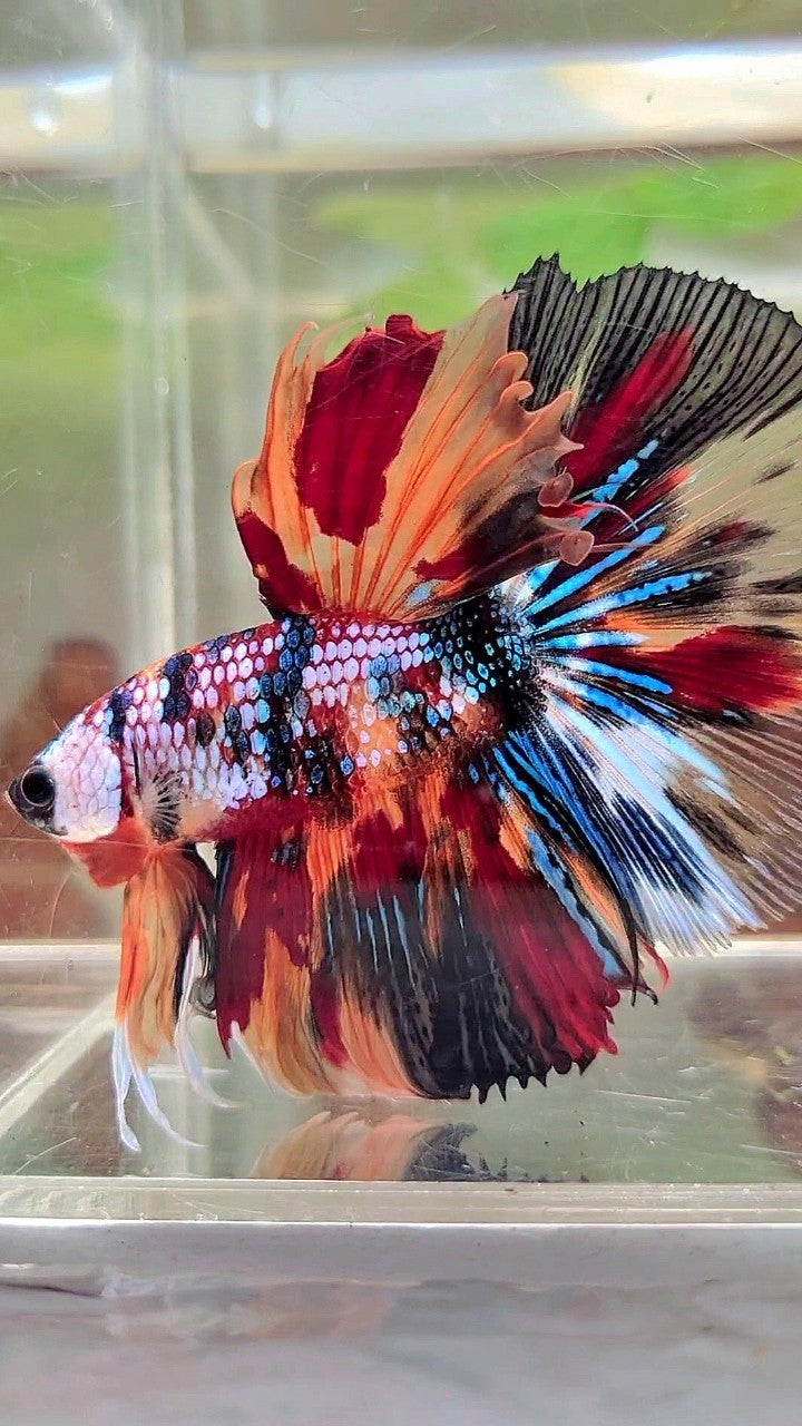 XL HALFMOON ROSETAIL FANTASTISCHER MEHRFARBIGER BETTA-FISCH