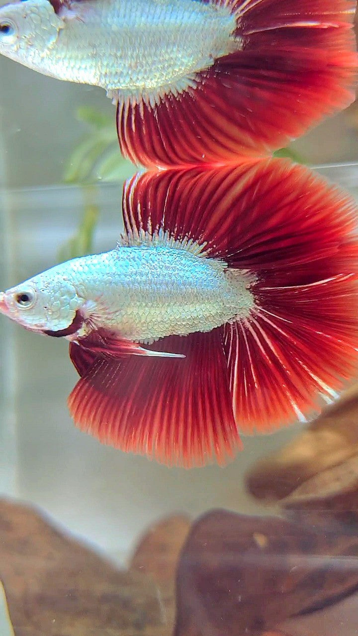 HALFMOON DOUBLE TAIL RED DRAGON SNOW BETTA FISH