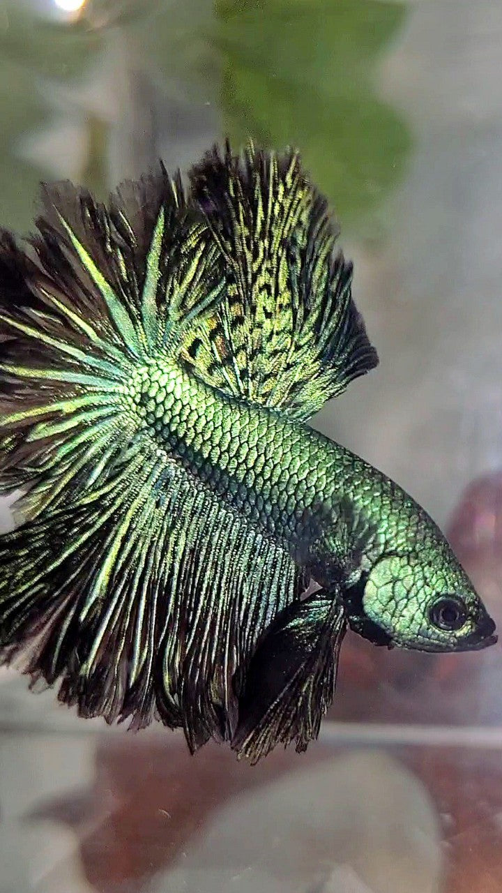 LUXURY HALFMOON ROSETAIL ALIEN GREEN-BLUE HYBRID WILD BETTA FISH