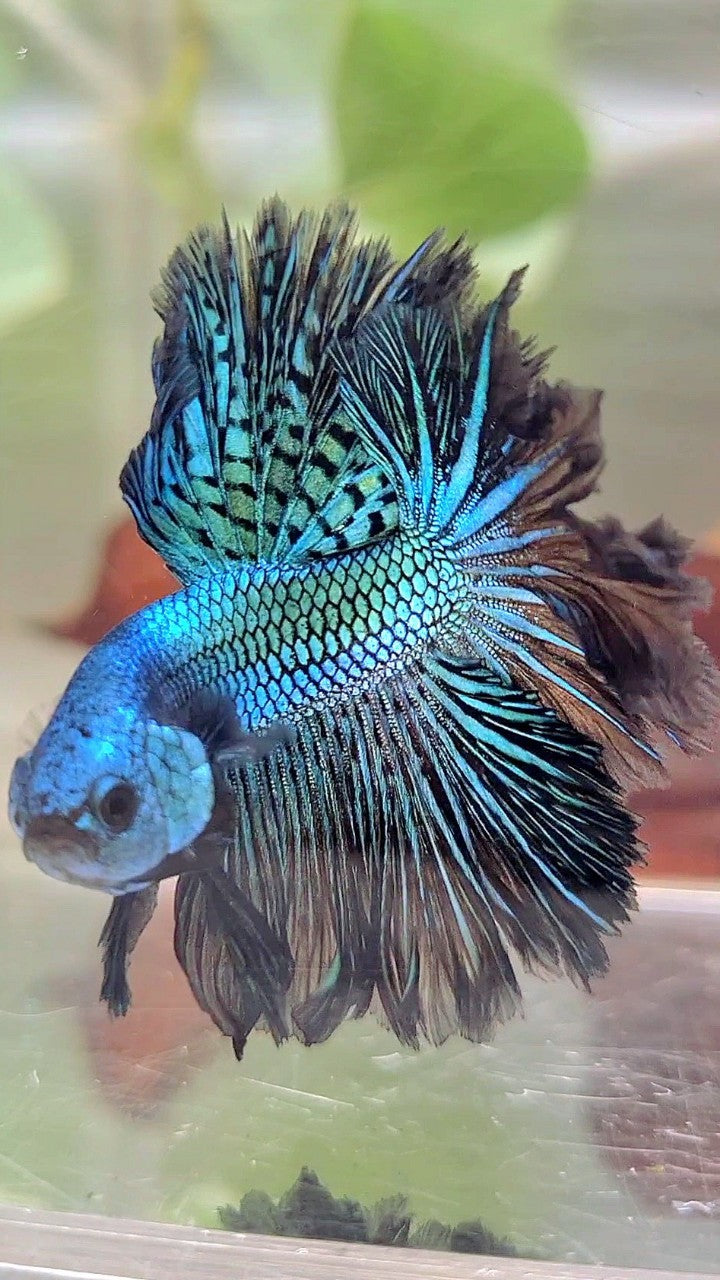 LUXURY HALFMOON ROSETAIL ALIEN GREEN-BLUE HYBRID WILD BETTA FISH