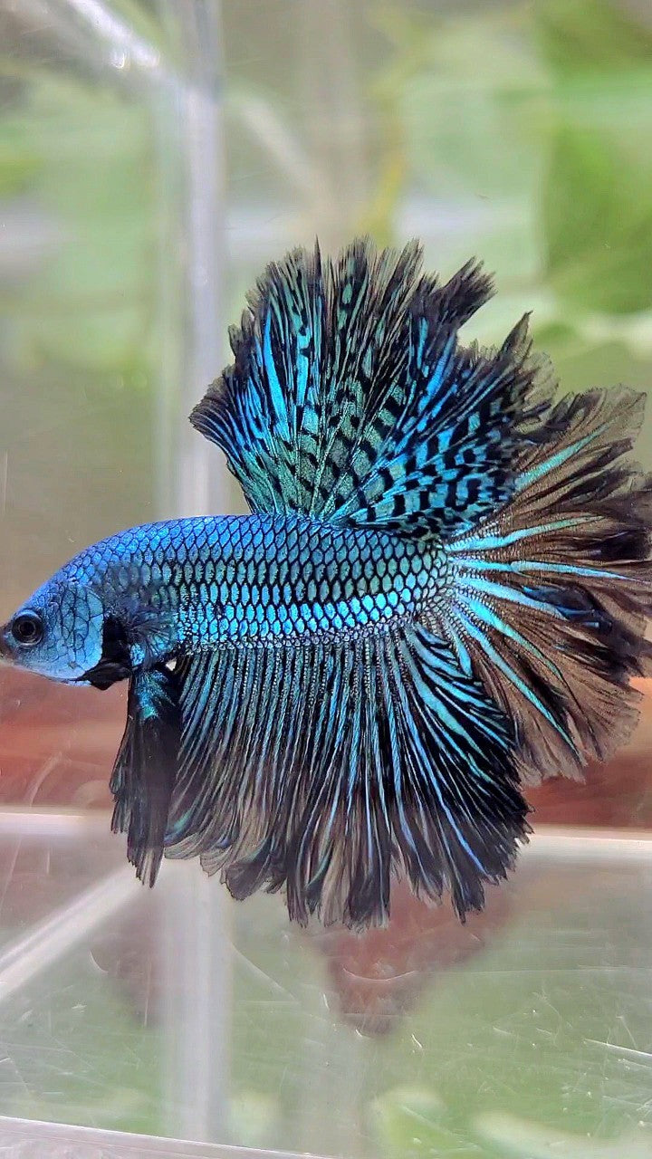 LUXURY HALFMOON ROSETAIL ALIEN GREEN-BLUE HYBRID WILD BETTA FISH