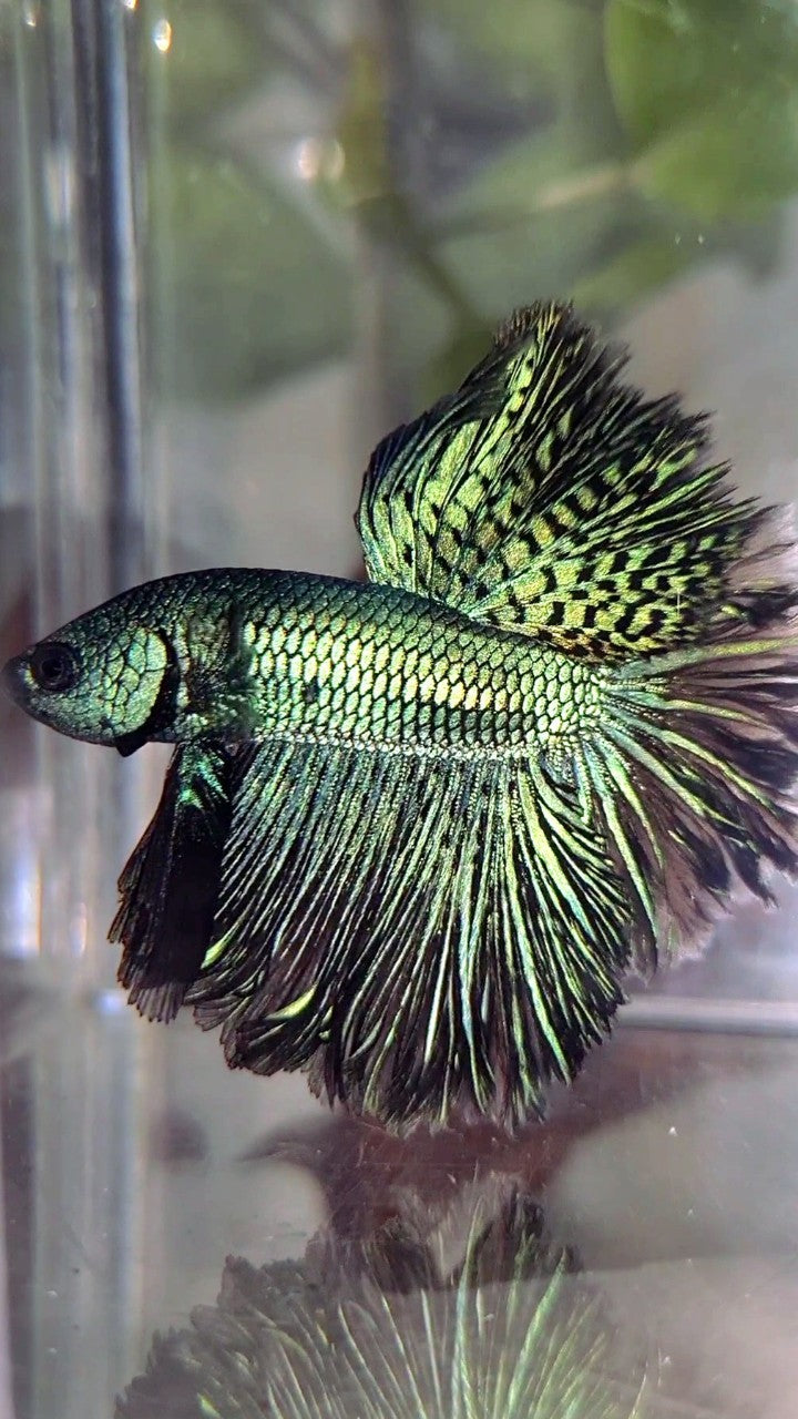 LUXURY HALFMOON ROSETAIL ALIEN GREEN-BLUE HYBRID WILD BETTA FISH