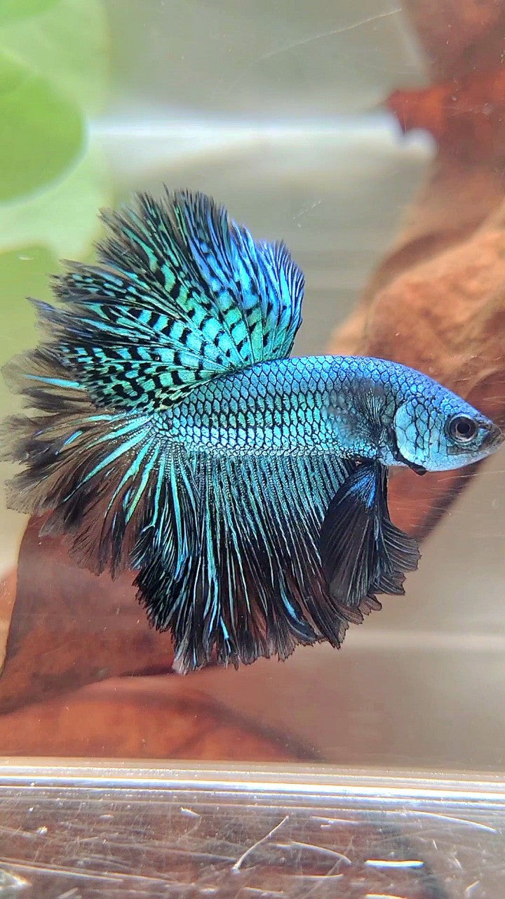 LUXURY HALFMOON ROSETAIL ALIEN GREEN-BLUE HYBRID WILD BETTA FISH