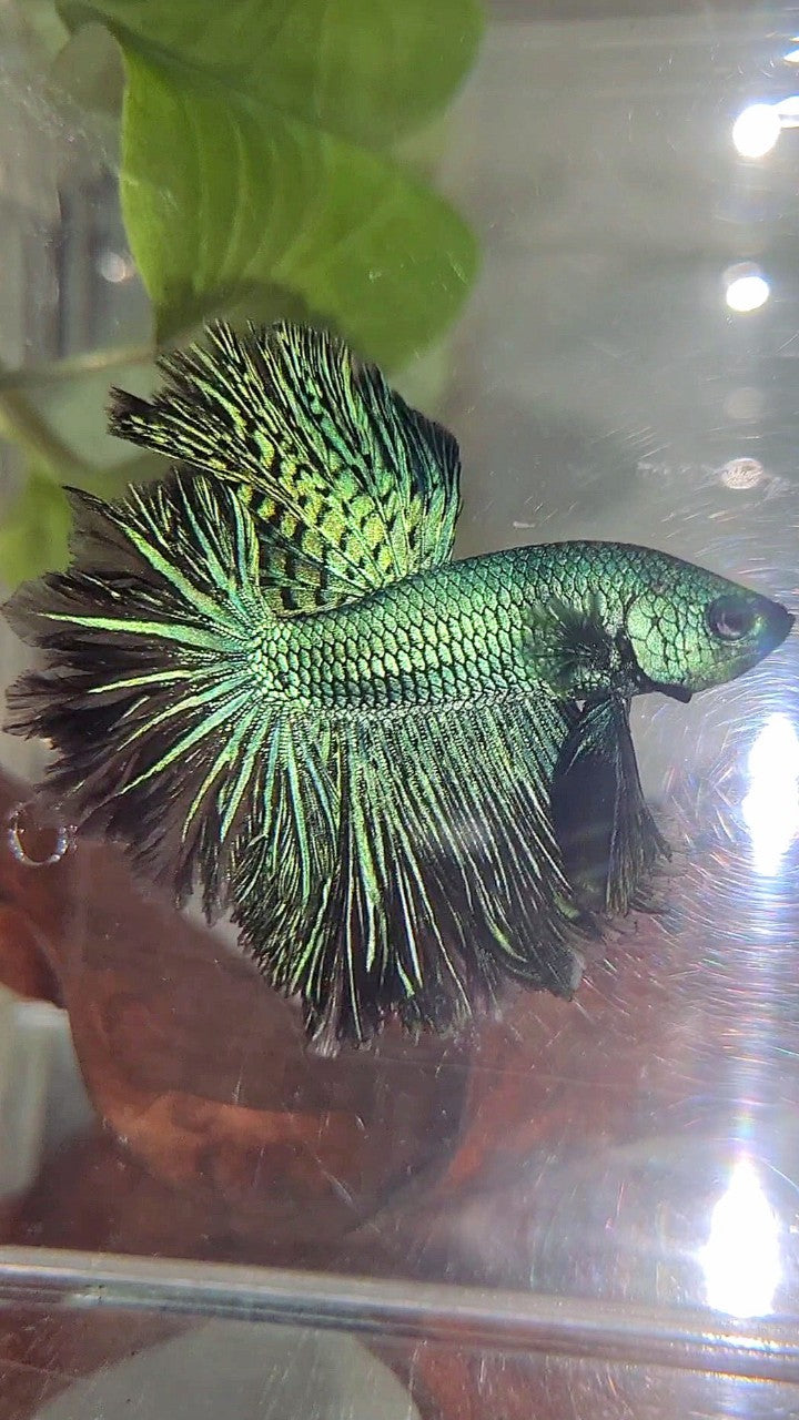 LUXURY HALFMOON ROSETAIL ALIEN GREEN-BLUE HYBRID WILD BETTA FISH