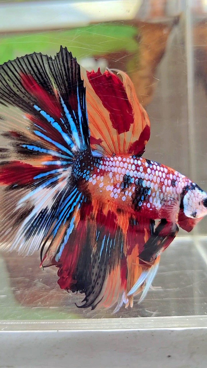 XL HALFMOON ROSETAIL FANTASTISCHER MEHRFARBIGER BETTA-FISCH