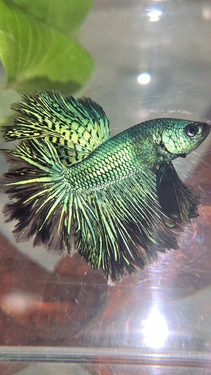 LUXURY HALFMOON ROSETAIL ALIEN GREEN-BLUE HYBRID WILD BETTA FISH