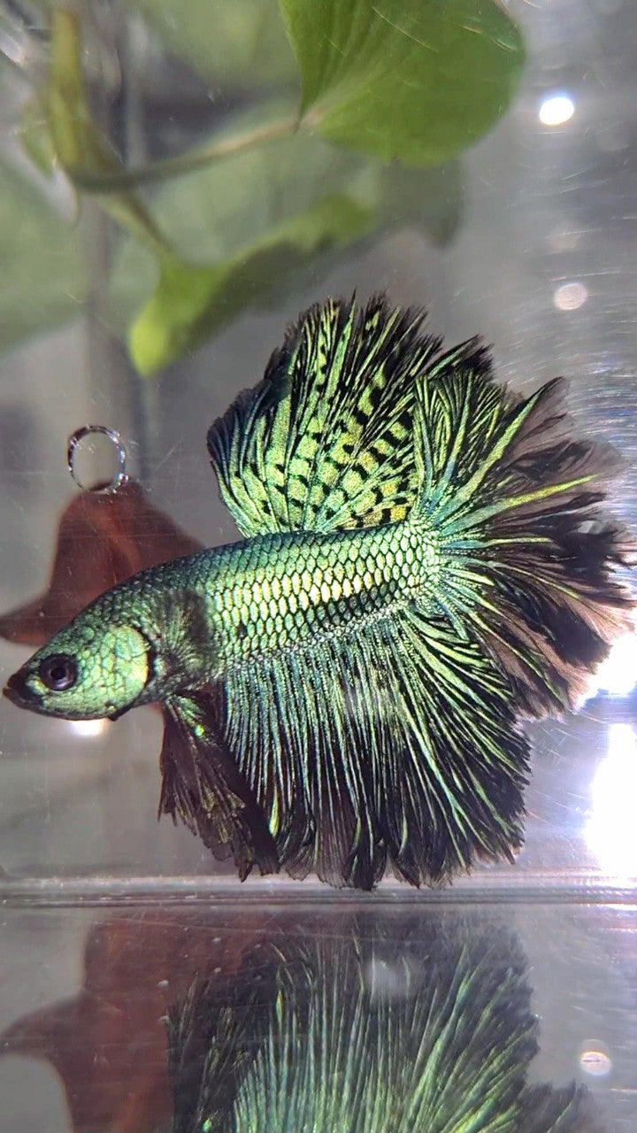 LUXURY HALFMOON ROSETAIL ALIEN GREEN-BLUE HYBRID WILD BETTA FISH