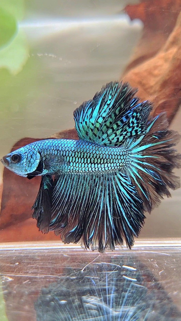 LUXURY HALFMOON ROSETAIL ALIEN GREEN-BLUE HYBRID WILD BETTA FISH