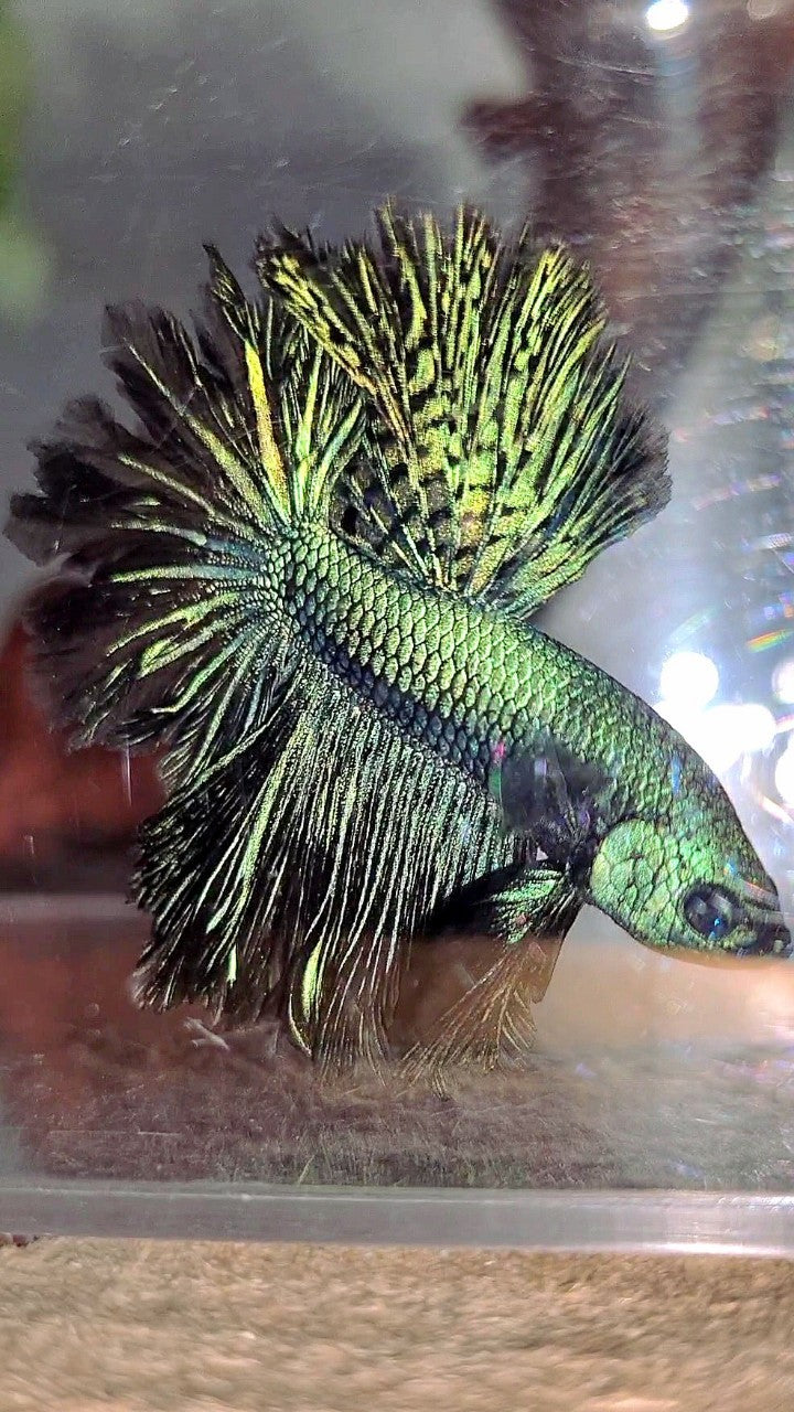 LUXURY HALFMOON ROSETAIL ALIEN GREEN-BLUE HYBRID WILD BETTA FISH