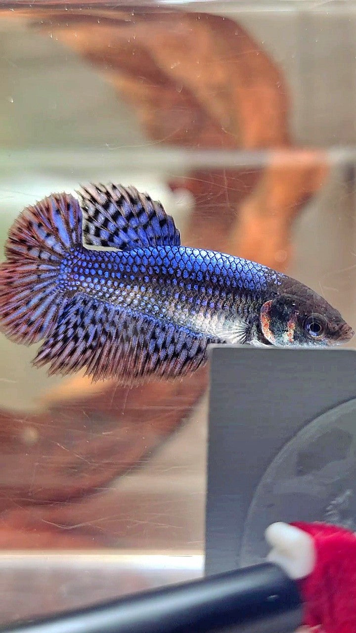 LUXURY FEMALE HALFMOON ROSETAIL ALIEN BLUE HYBRID WILD BETTA FISH