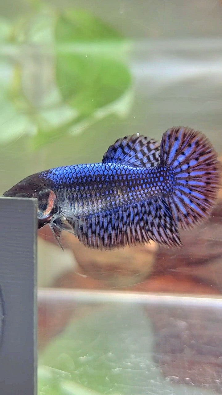 LUXURY FEMALE HALFMOON ROSETAIL ALIEN BLUE HYBRID WILD BETTA FISH