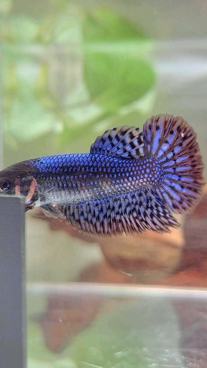 LUXURY FEMALE HALFMOON ROSETAIL ALIEN BLUE HYBRID WILD BETTA FISH