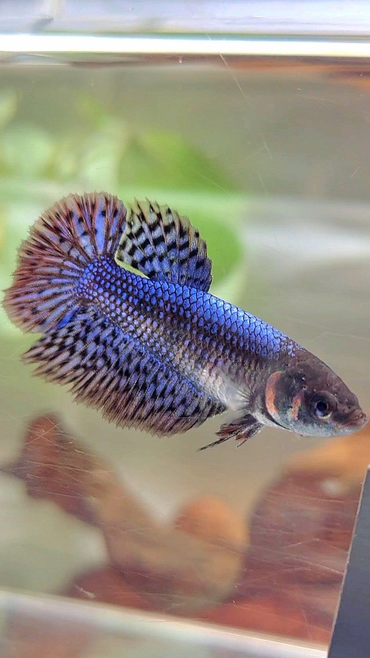 LUXURY FEMALE HALFMOON ROSETAIL ALIEN BLUE HYBRID WILD BETTA FISH