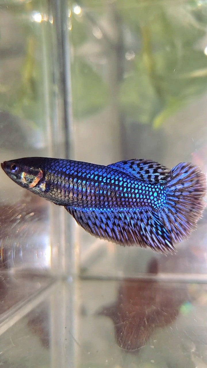 LUXURY FEMALE HALFMOON ROSETAIL ALIEN BLUE HYBRID WILD BETTA FISH