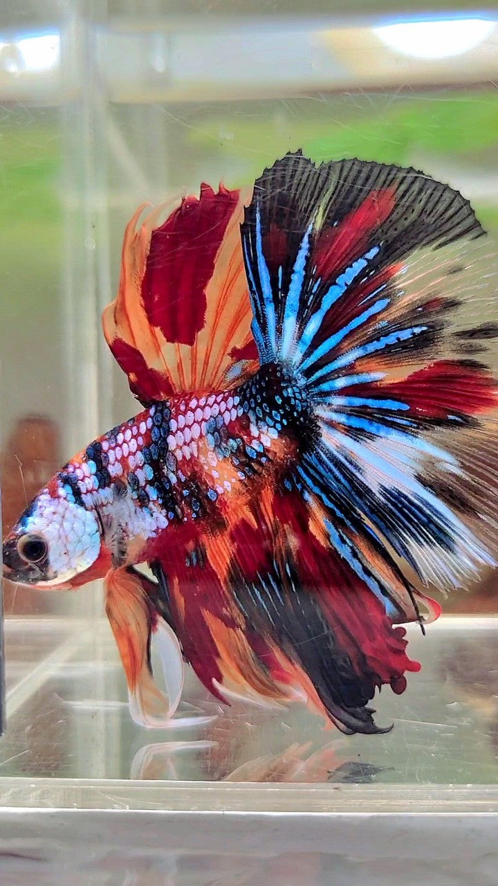 XL HALFMOON ROSETAIL FANTASTISCHER MEHRFARBIGER BETTA-FISCH