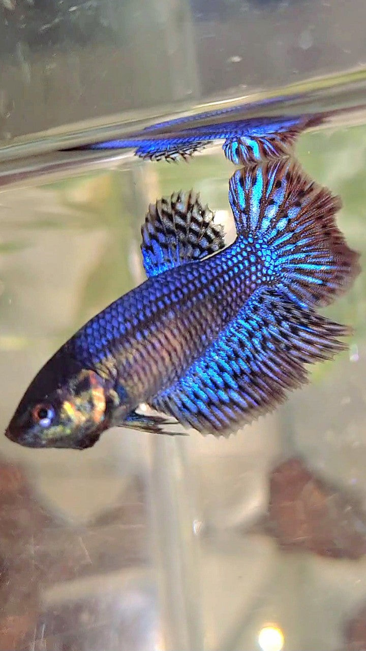 LUXURY FEMALE HALFMOON ROSETAIL ALIEN BLUE HYBRID WILD BETTA FISH