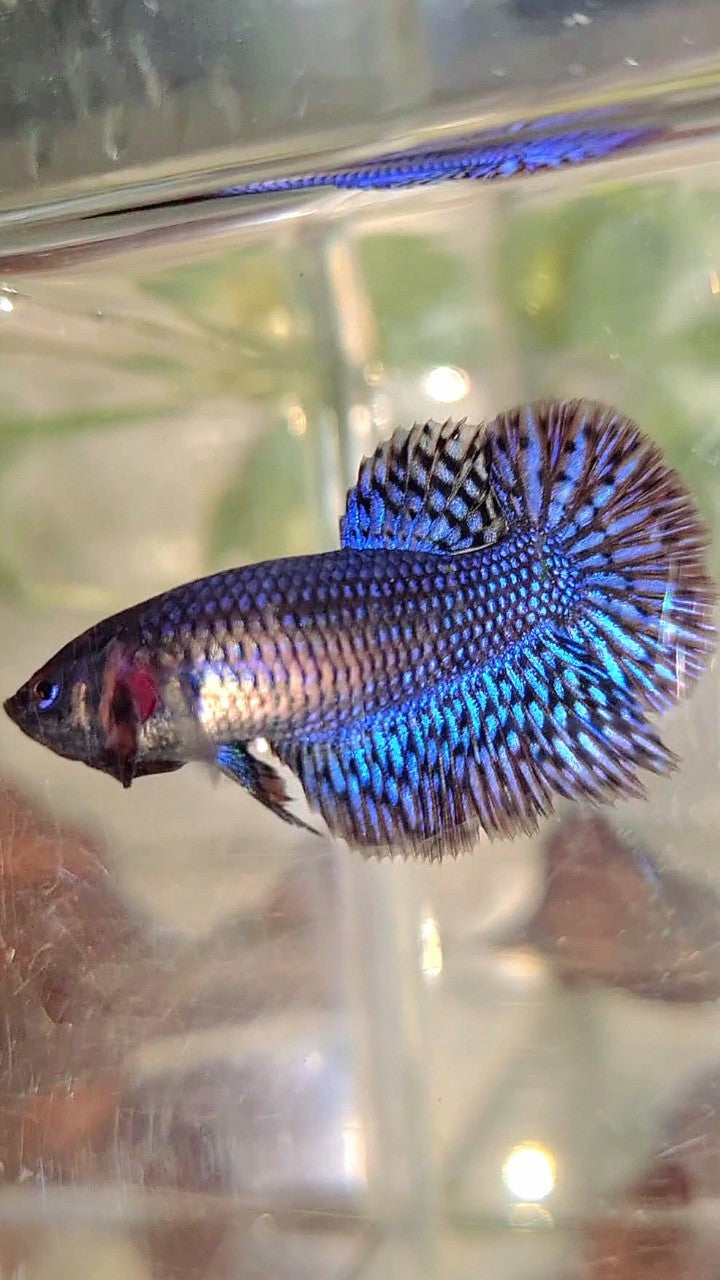 LUXURY FEMALE HALFMOON ROSETAIL ALIEN BLUE HYBRID WILD BETTA FISH