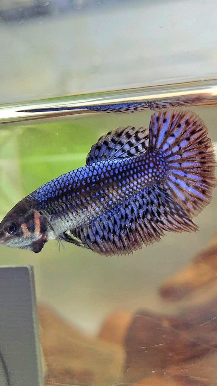 LUXURY FEMALE HALFMOON ROSETAIL ALIEN BLUE HYBRID WILD BETTA FISH