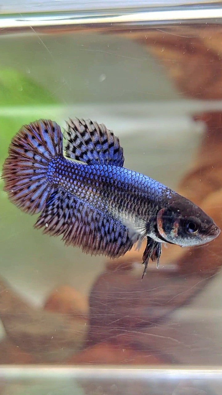 LUXURY FEMALE HALFMOON ROSETAIL ALIEN BLUE HYBRID WILD BETTA FISH