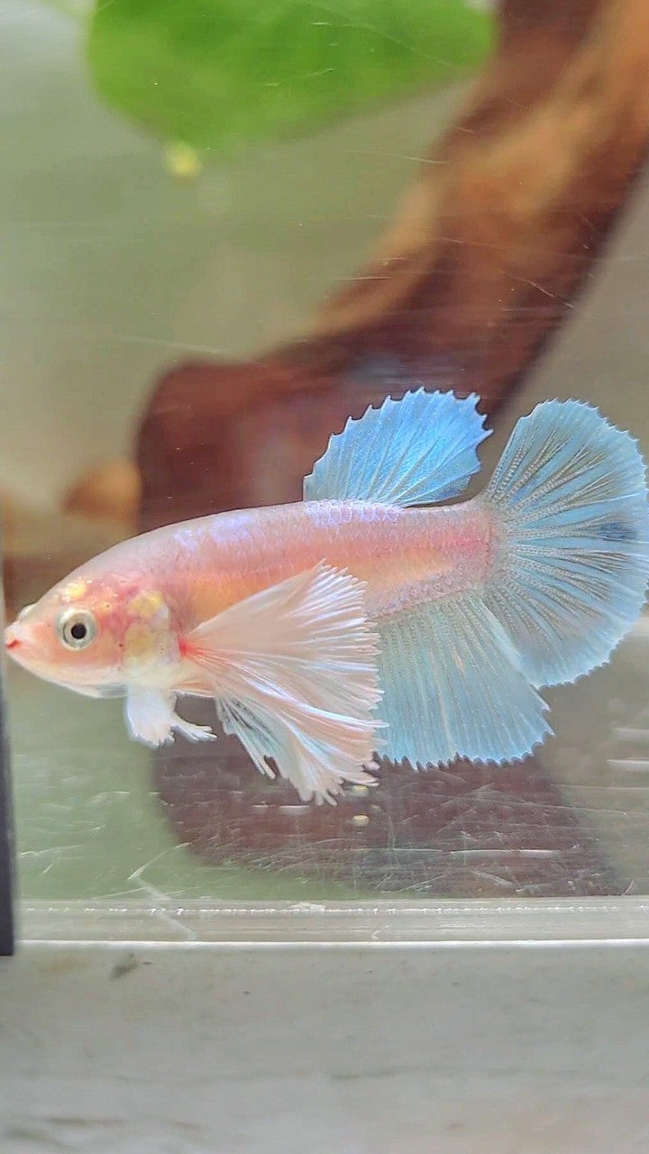 WEIBLICHER HALFMOON SUPER DUMBO EAR WHITE UNICORN BETTA FISH