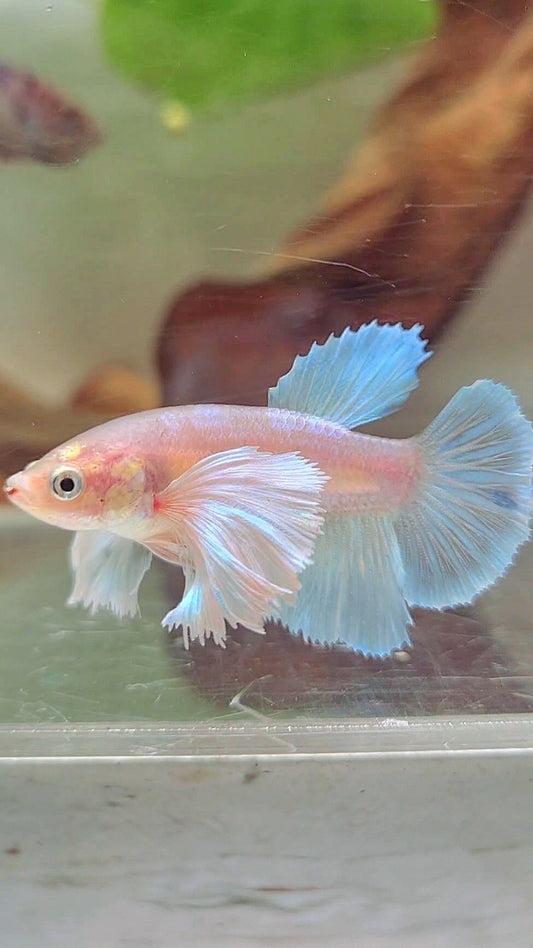 FEMALE HALFMOON SUPER DUMBO EAR WHITE UNICORN BETTA FISH