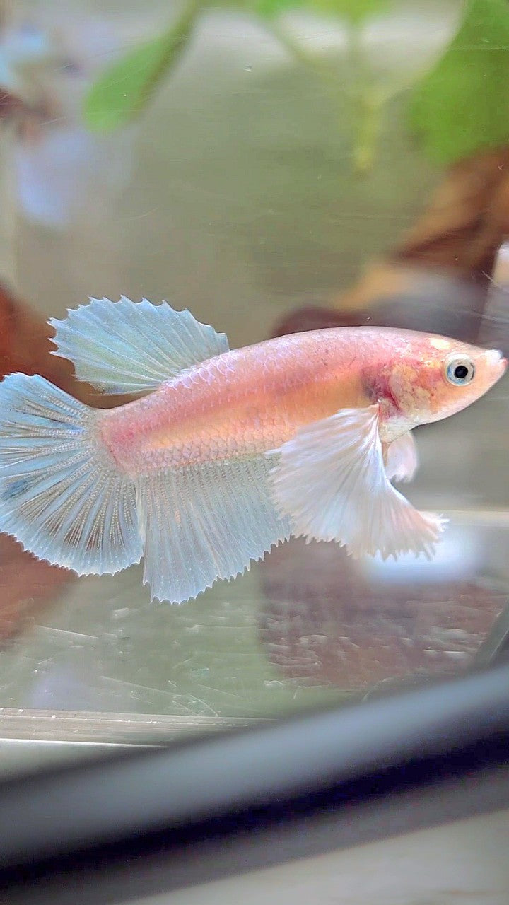 WEIBLICHER HALFMOON SUPER DUMBO EAR WHITE UNICORN BETTA FISH