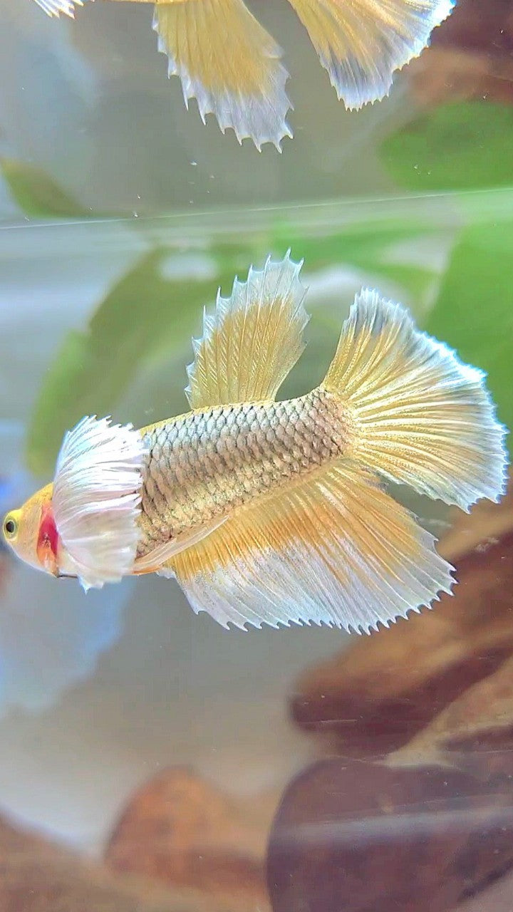 FEMALE HALFMOON SUPER DUMBO EAR YELLOW PINEAPPLE BETTA FISH