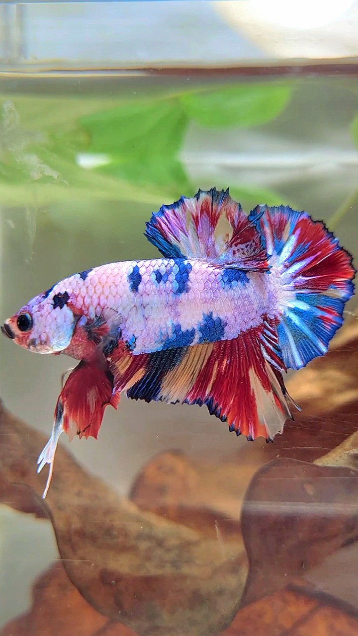 PLAKAT CANDY RAINBOW MULTICOLOR BETTA FISH