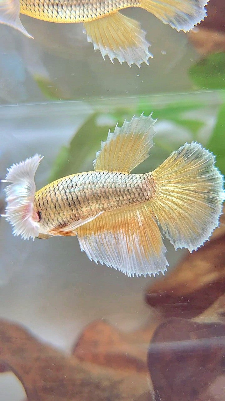 FEMALE HALFMOON SUPER DUMBO EAR YELLOW PINEAPPLE BETTA FISH