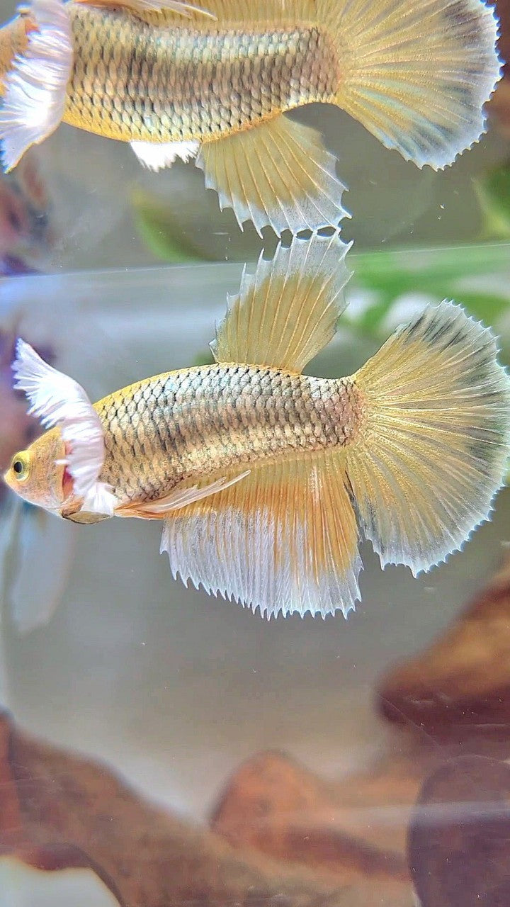 FEMALE HALFMOON SUPER DUMBO EAR YELLOW PINEAPPLE BETTA FISH