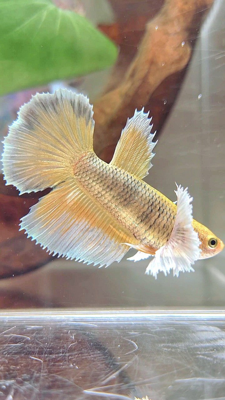 FEMALE HALFMOON SUPER DUMBO EAR YELLOW PINEAPPLE BETTA FISH