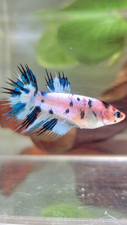 FEMALE CROWNTAIL BLUE DOTS MARBLE MULTICOLOR BETTA FISH