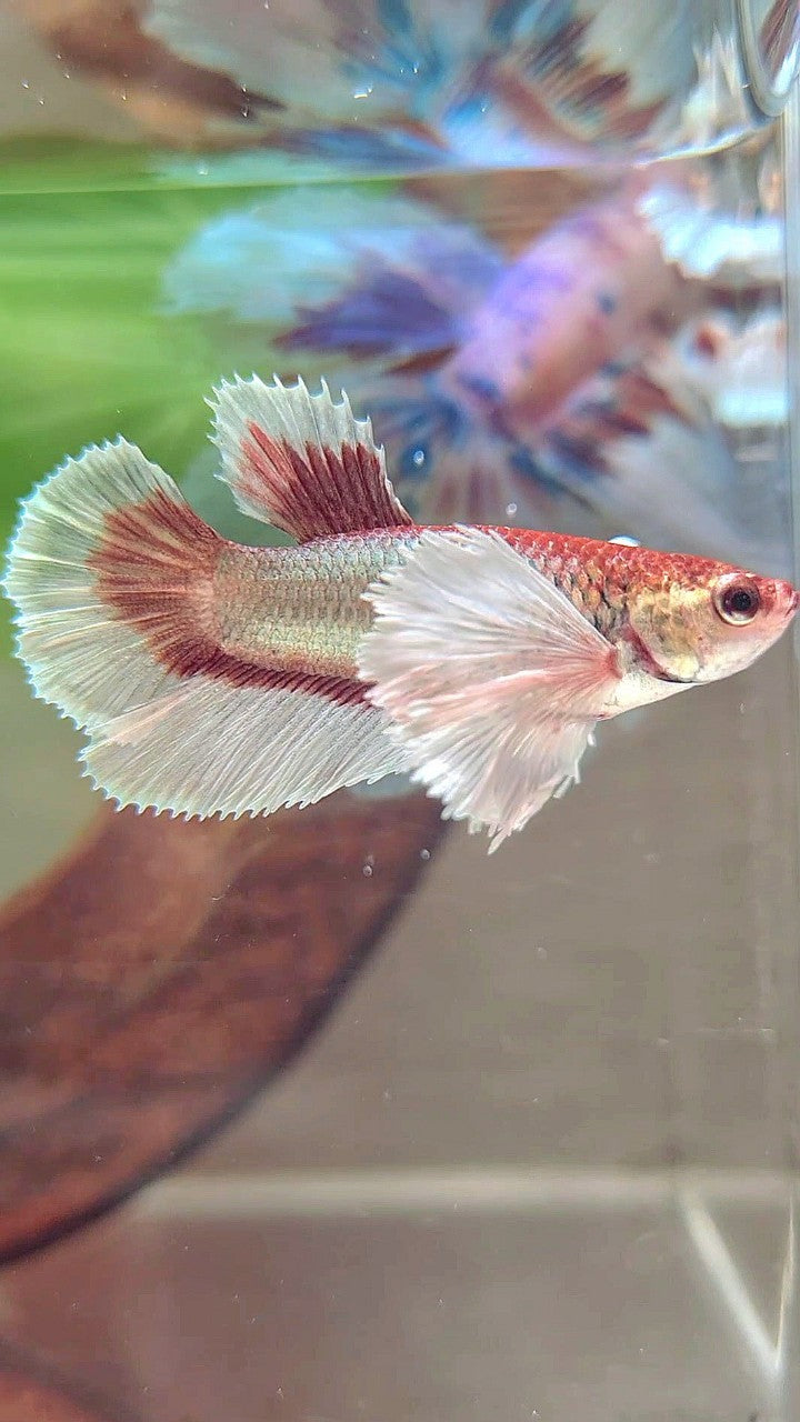 WEIBLICHER HALFMOND-SUPER-DUMBO-OHR-ROTER KUPFER-SCHMETTERLING-BETTA-FISCH