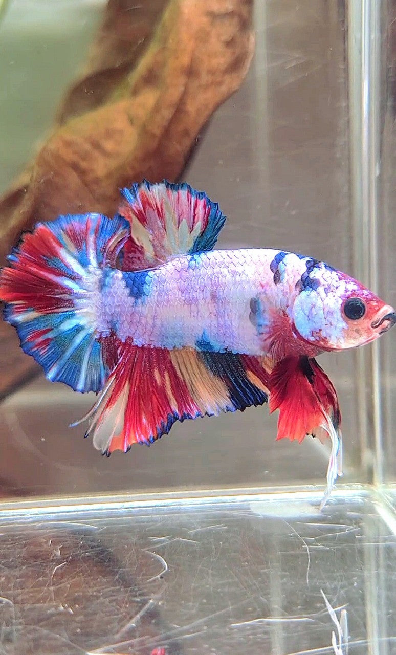 PLAKAT CANDY RAINBOW MULTICOLOR BETTA FISH